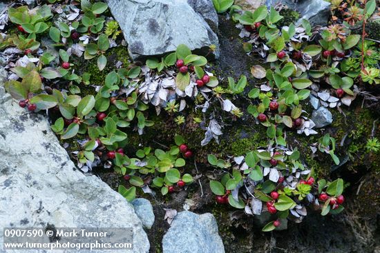 Gaultheria humifusa