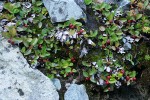 Alpine Wintergreen fruit & foliage