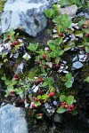 Alpine Wintergreen fruit & foliage