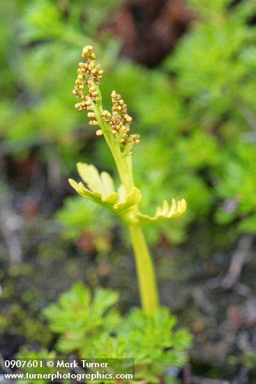 Botrychium lanceolatum