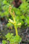 Lanceleaf Grapefern