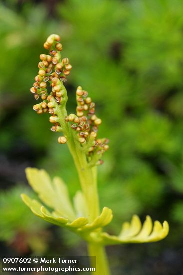 Botrychium lanceolatum