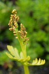 Lanceleaf Grapefern