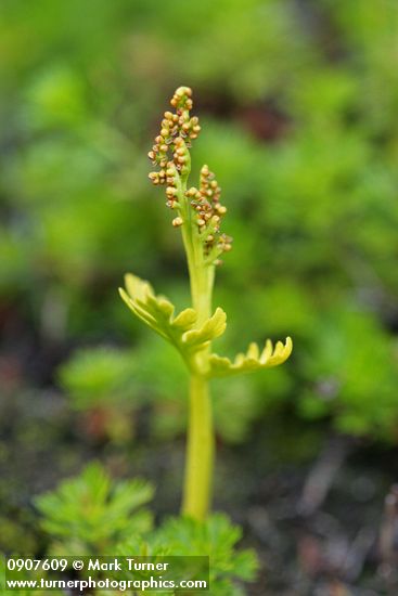 Botrychium lanceolatum