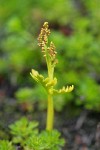 Lanceleaf Grapefern