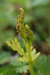 Lanceleaf Grapefern