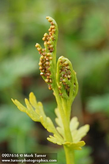 Botrychium lanceolatum