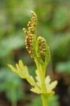 Lanceleaf Grapefern