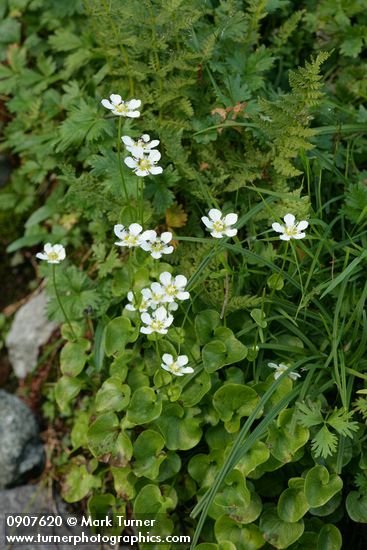 Parnassia fimbriata