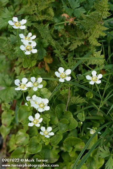 Parnassia fimbriata