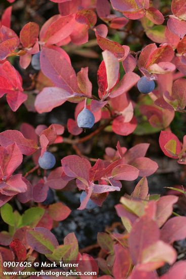 Vaccinium deliciosum