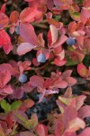 Cascades Blueberry fruit & fall foliage