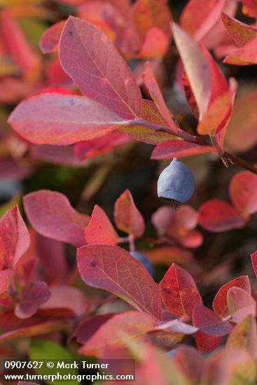 Vaccinium deliciosum