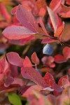 Cascades Blueberry fruit & fall foliage