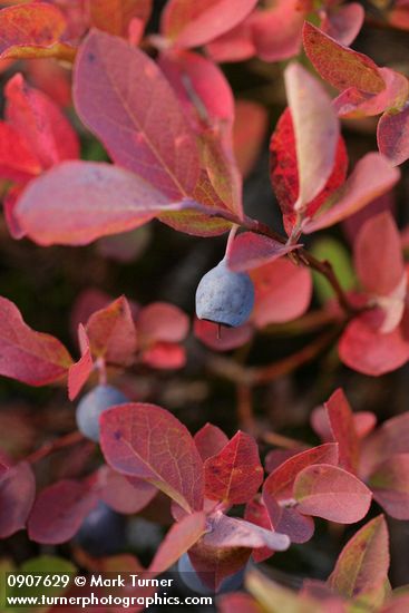 Vaccinium deliciosum