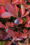 Cascades Blueberry fruit & fall foliage