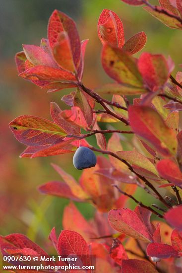 Vaccinium deliciosum