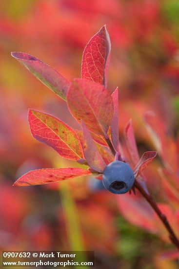 Vaccinium deliciosum