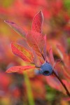 Cascades Blueberry fruit & fall foliage