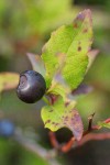 Black Huckleberry fruit & fall foliage