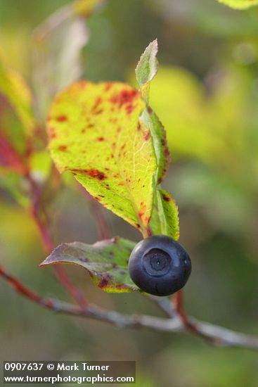 Vaccinium membranaceum