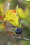 Black Huckleberry fruit & fall foliage