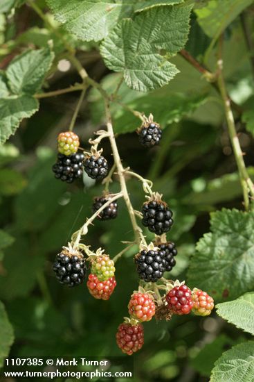 Rubus bifrons (Rubus armeniacus)