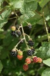 Himalayan Blackberry ripening fruit