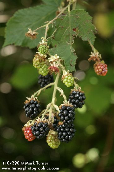 Rubus bifrons (Rubus armeniacus)