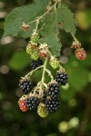 Himalayan Blackberry ripening fruit