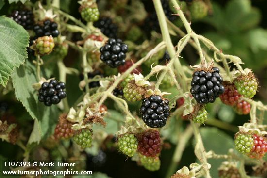 Rubus bifrons (Rubus armeniacus)