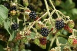 Himalayan Blackberry ripening fruit