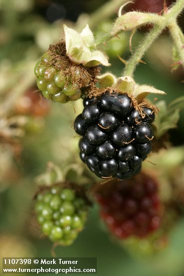 Rubus bifrons (Rubus armeniacus)