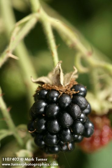 Rubus bifrons (Rubus armeniacus)