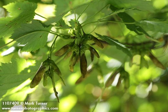 Acer glabrum var. douglasii