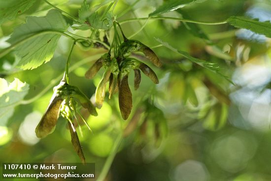 Acer glabrum var. douglasii