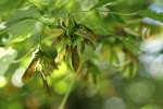 Douglas Maple samaras (seeds) under foliage