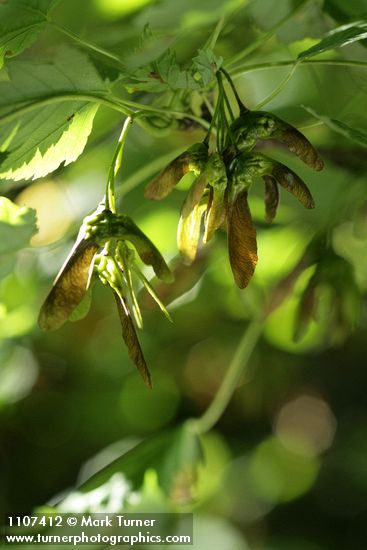 Acer glabrum var. douglasii