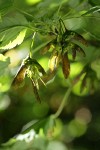 Douglas Maple samaras (seeds) under foliage