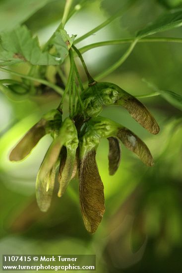 Acer glabrum var. douglasii