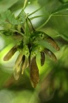Douglas Maple samaras (seeds) under foliage
