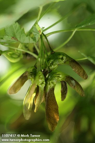 Acer glabrum var. douglasii