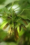 Douglas Maple samaras (seeds) under foliage