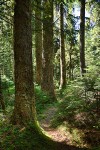 Old-growth Western Hemlock forest
