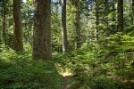 Old-growth Western Hemlock forest