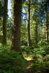 Old-growth Western Hemlock forest