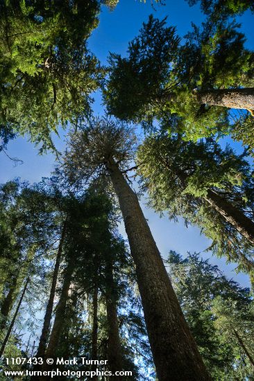 Tsuga heterophylla