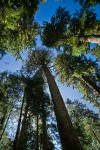 Old-growth Western Hemlock forest, view up to crowns against blue sky