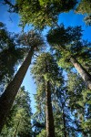 Old-growth Western Hemlock forest, view up to crowns against blue sky