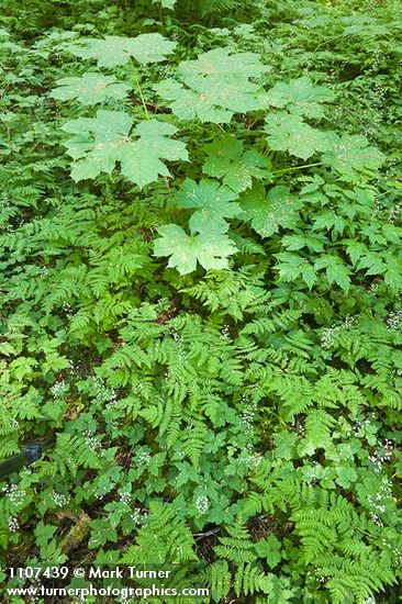 Oplopanax horridus; Gymnocarpium disjunctum; Tiarella trifoliata